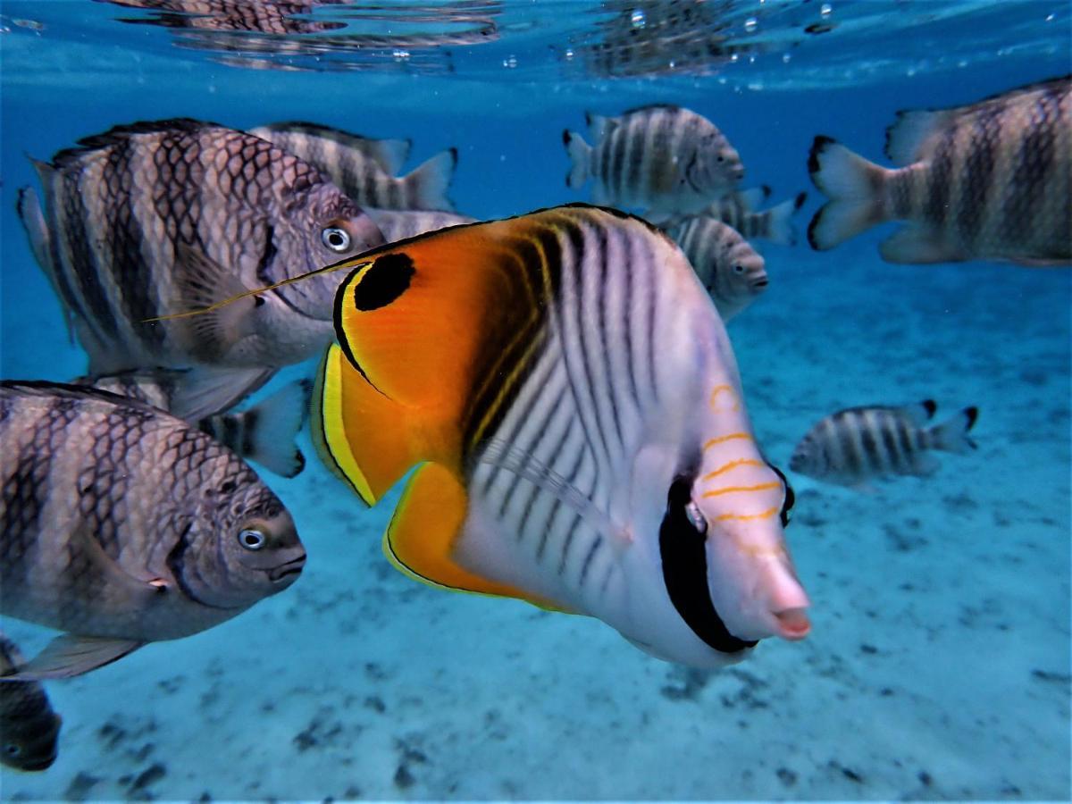 2 Nuits Insolites & 1 Excursion Voile A Bord Du Voilier Mori Ora Moorea Exterior photo
