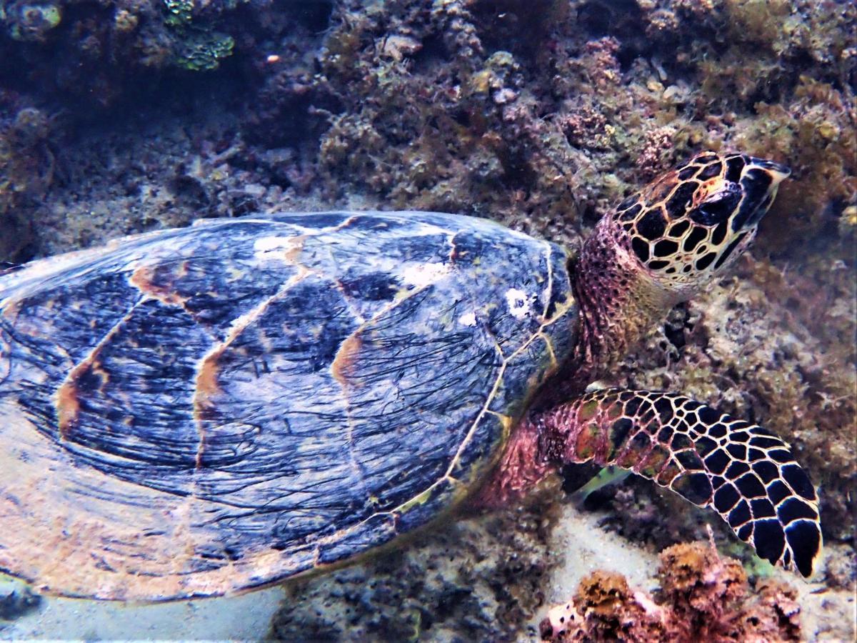 2 Nuits Insolites & 1 Excursion Voile A Bord Du Voilier Mori Ora Moorea Exterior photo