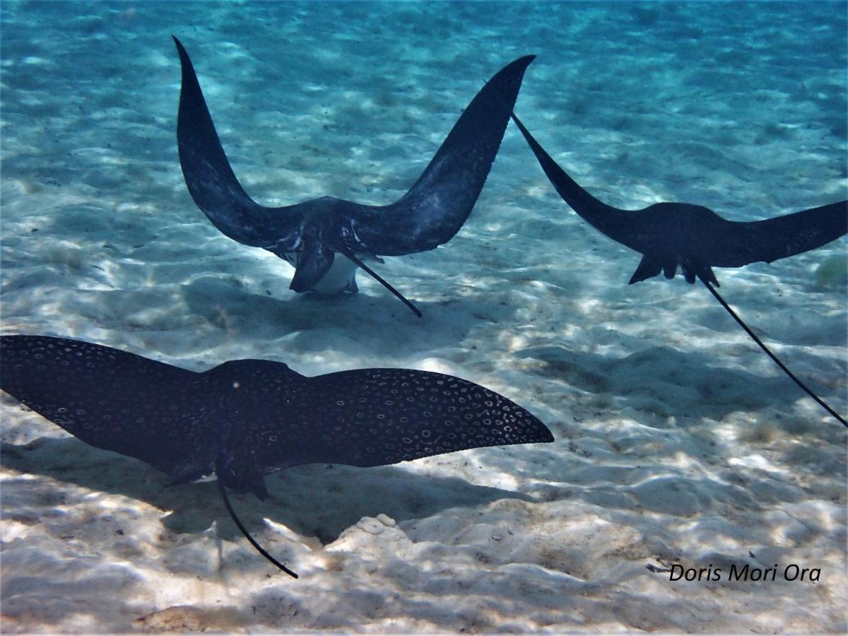 2 Nuits Insolites & 1 Excursion Voile A Bord Du Voilier Mori Ora Moorea Exterior photo