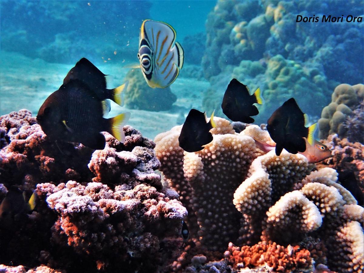 2 Nuits Insolites & 1 Excursion Voile A Bord Du Voilier Mori Ora Moorea Exterior photo